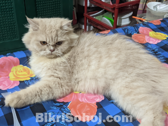 Persian cat female